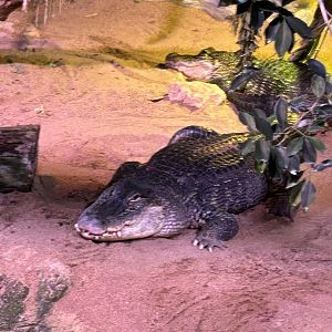 American alligator