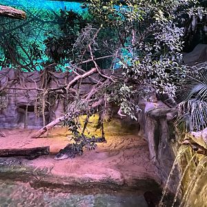 American alligator exhibit