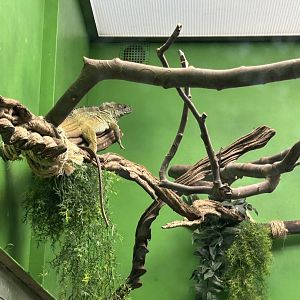 Weber’s sailfin lizard