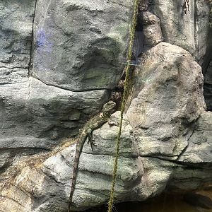 Chinese water dragon