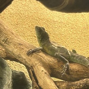 Chinese water dragon