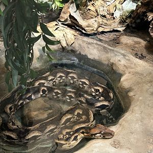 Madagascar ground boa