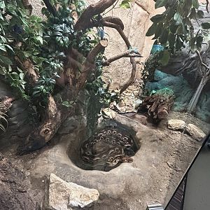 Madagascar ground boa