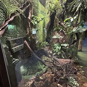 Big mixed poison dart frog terrarium