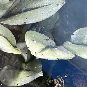 Yellow-banded poison dart frog