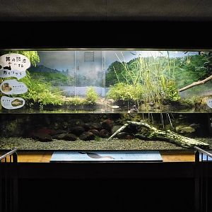 Little Grebe Exhibit October 4, 2025