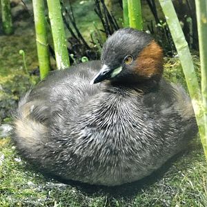 Little Grebe (Tachybaptus ruficollis) October 4, 2025