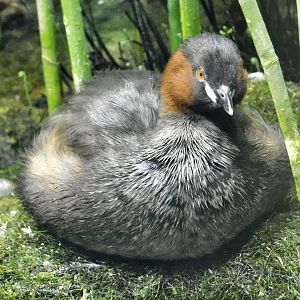 Little Grebe (Tachybaptus ruficollis) October 4, 2025