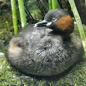 Little Grebe (Tachybaptus ruficollis) October 4, 2025