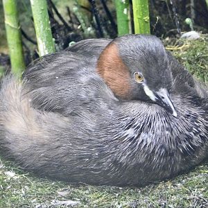 Little Grebe (Tachybaptus ruficollis) October 4, 2025