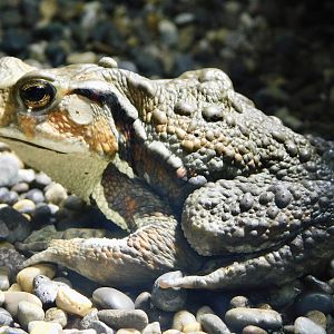 Eastern Japanese Toad (Bufo formosus) October 4, 2025