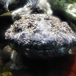 Japanese Giant Salamander (Andrias japonicus) October 4, 2025