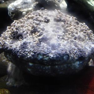 Japanese Giant Salamander (Andrias japonicus) October 4, 2025
