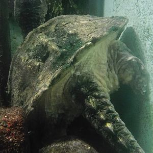 North American Snapping Turtle (Chelydra serpentina) October 4, 2025