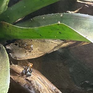 Mimic poison frog