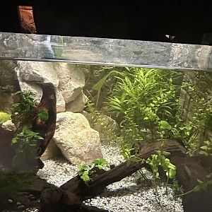 Amano paludarium