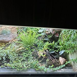 Sambava tomato frog and Red-eyed crocodile skink paludarium