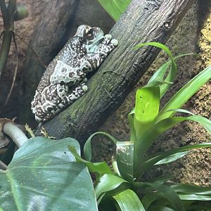 Amazonean milk frog
