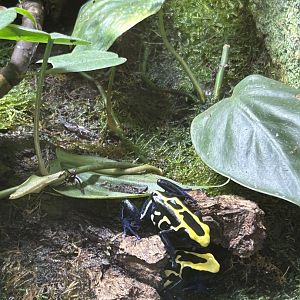 Dyeing poison dart frog