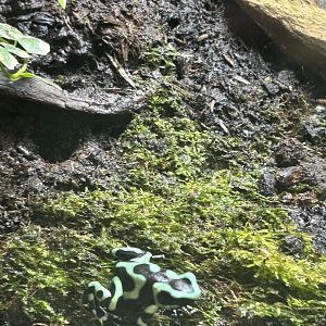 Green and black poison dart frog