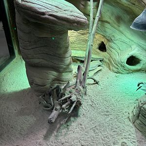 Terrarium for Ornate mastigure, Sudan plated lizard and Berber skink