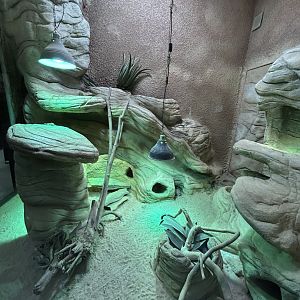 Terrarium for Ornate mastigure, Sudan plated lizard and Berber skink