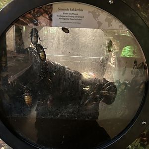 Madagascar hissing cockroaches