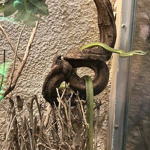 Baron’s green racer Argentine longnose snake