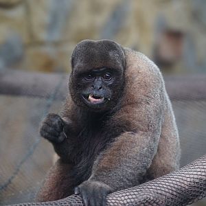 Woolly monkey