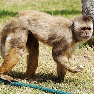 White-fronted Capuchin