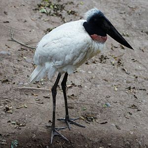 Jabiru Stork