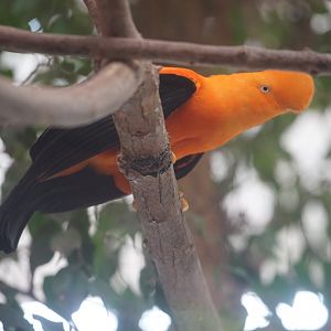 Andean Cock of the Rock