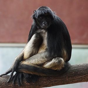 White-belied Spider Monkey