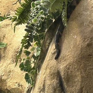 Reticulated python’s tail