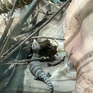 Common blue-tongued skink