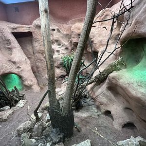Bearded dragon and skink terrarium