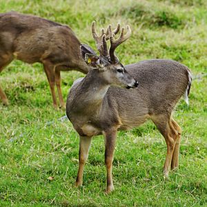 Peruvian White-tailed Deer