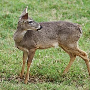 Peruvian White-tailed Deer