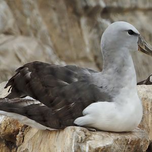 Salvin's Albatross