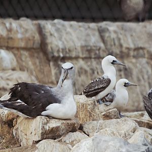 Salvin's Albatross/Peruvian Booby