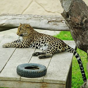 Leopard