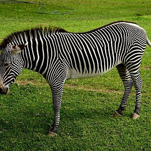 Grevy's Zebra
