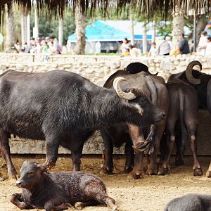 Water Buffalo