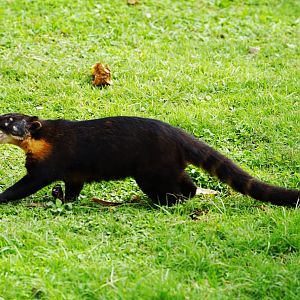 Brown-nosed Coati