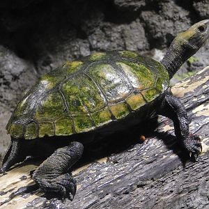 Japanese Pond Turtle (Mauremys japonica) October 4, 2025