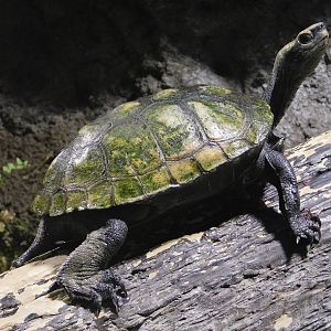 Japanese Pond Turtle (Mauremys japonica) October 4, 2025