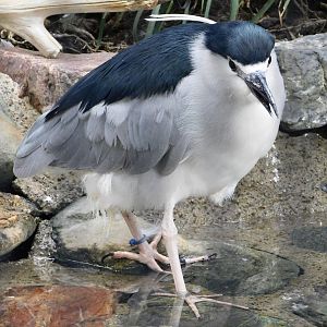 Black-Crowned Night Heron (Nycticorax nycticorax) October 4, 2025