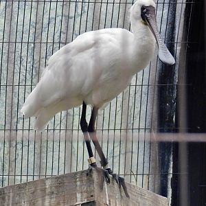Black-Faced Spoonbill (Platalea minor) October 4, 2025