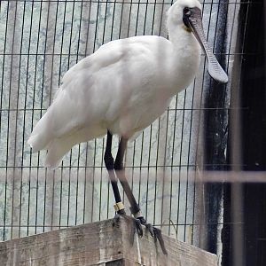 Black-Faced Spoonbill (Platalea minor) October 4, 2025