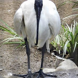 Black-Headed Ibis (Threskiornis melanocephalus) October 4, 2025